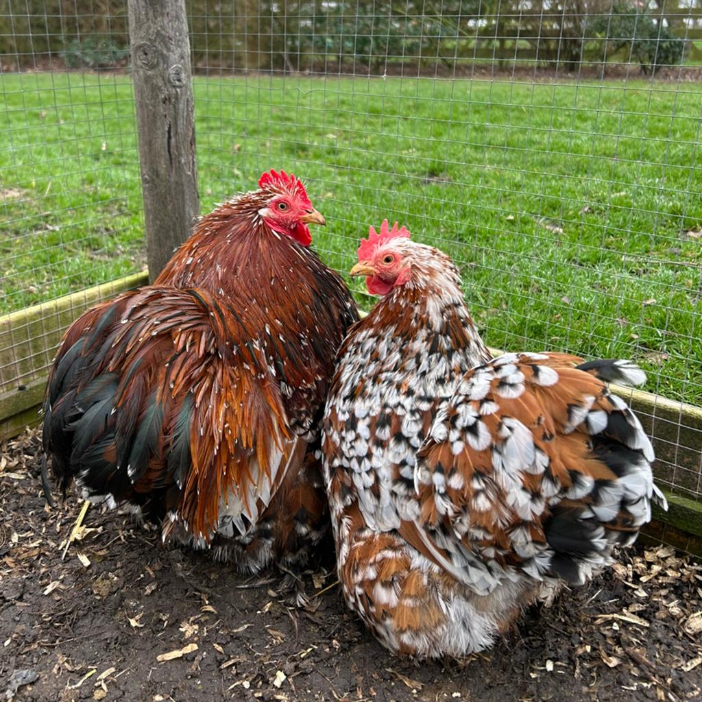 Cochin kriel broedeieren kleurzuiver, Dieren en Toebehoren, Geslacht onbekend, Kip