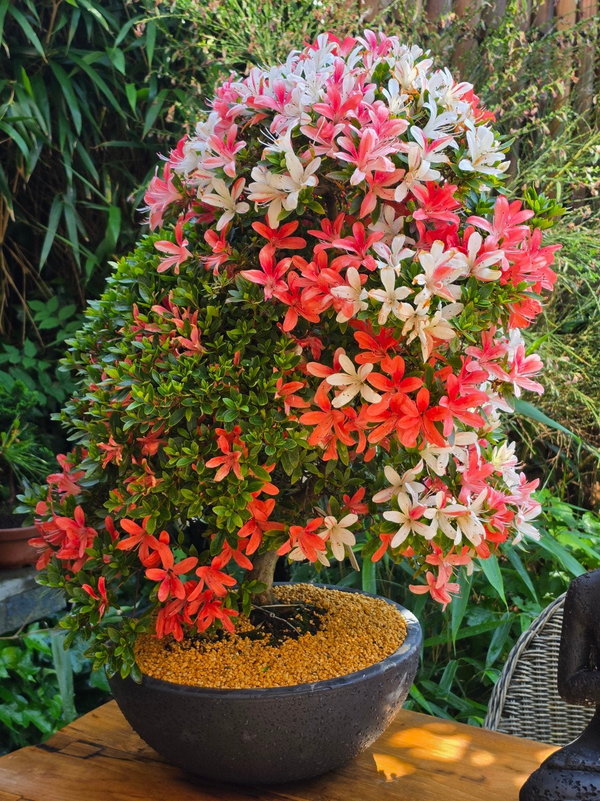 Bonsai azalea 25jr 90 cm hoog, Ophalen, Overige soorten