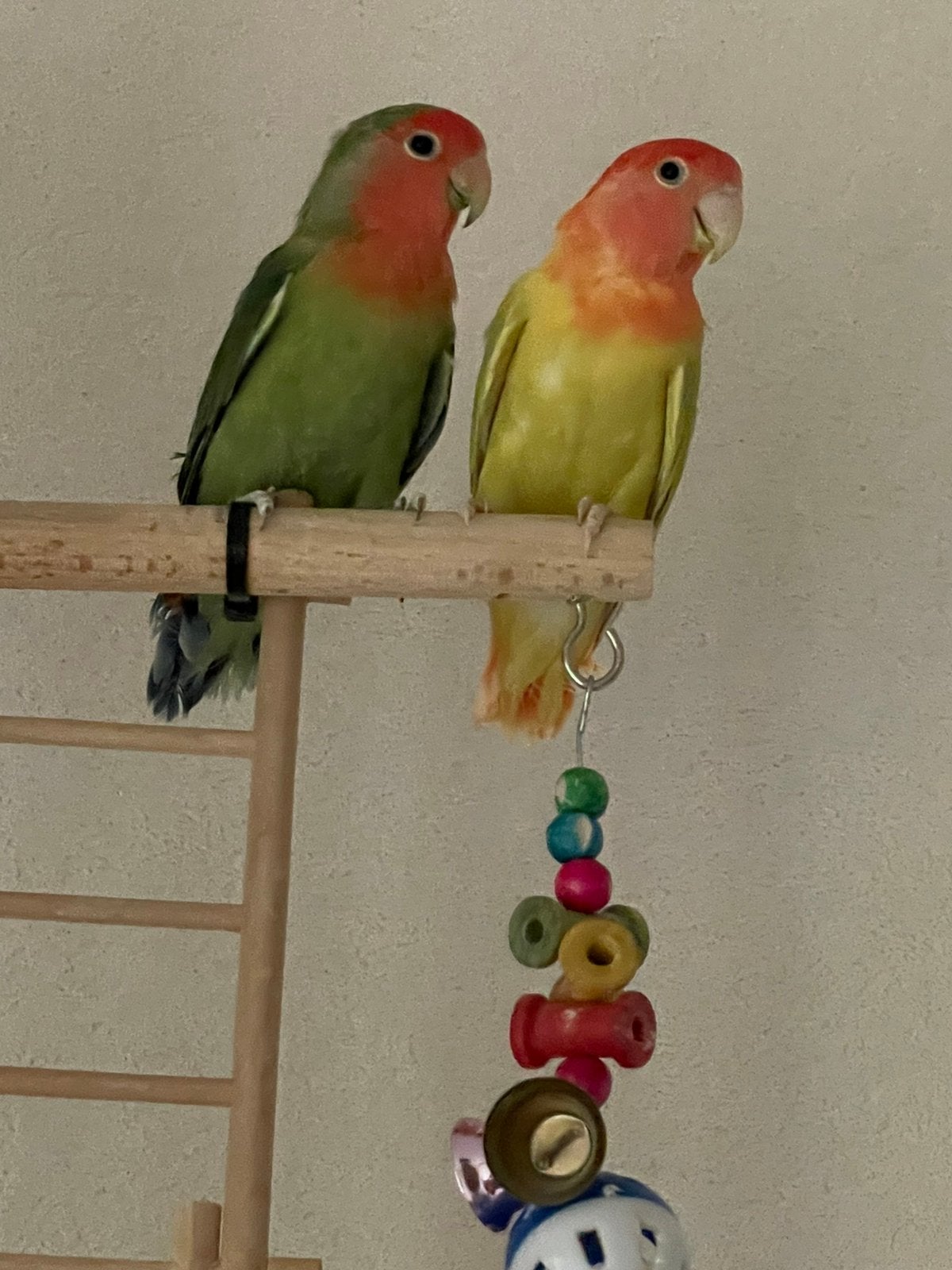 Agapornis Dwergpapegaai Lovebird Diverse Kleuren Handtam, Meerdere dieren, Dwergpapegaai of Agapornis, Tam