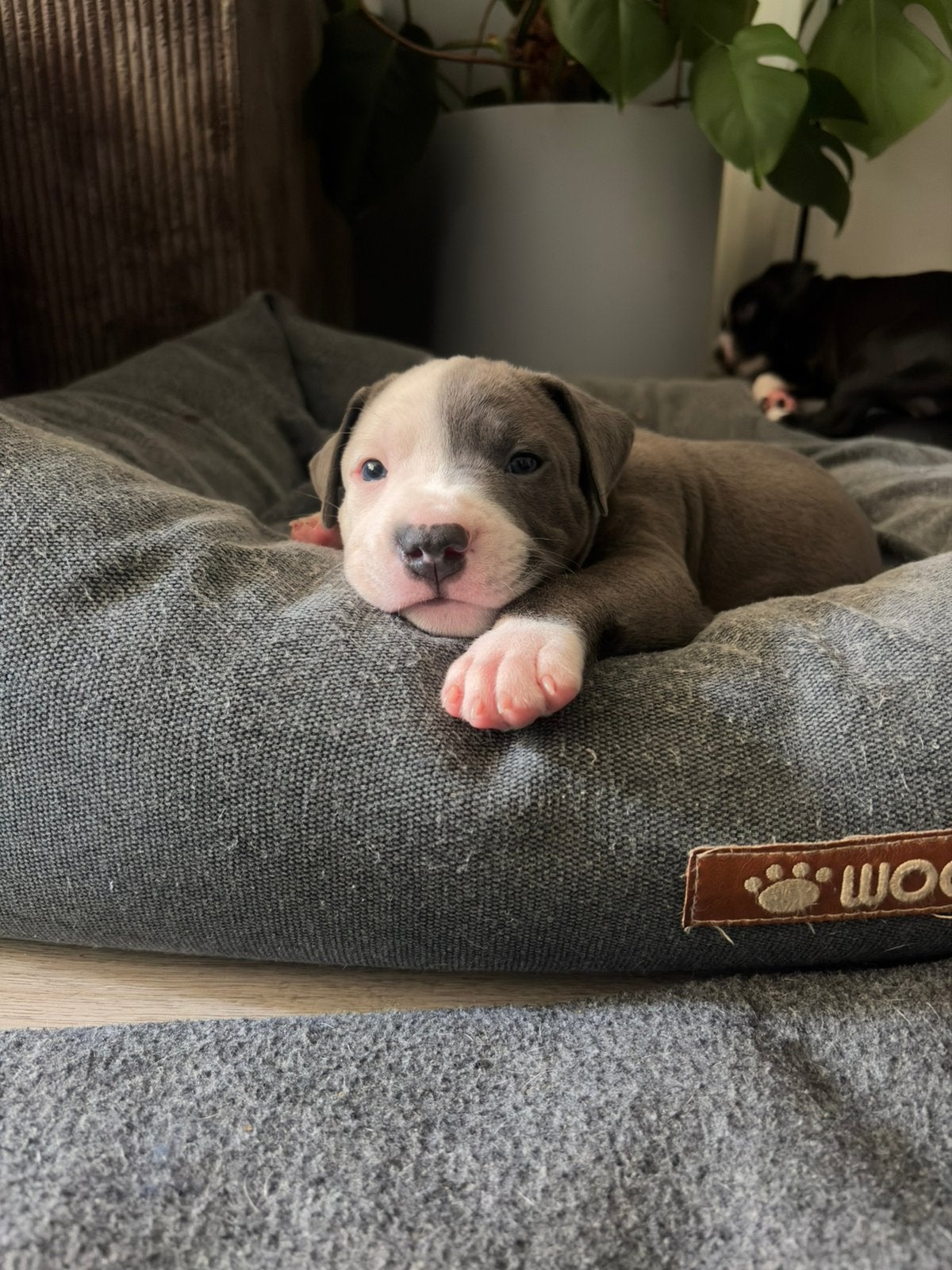 Amerikaanse Staffordshire Terriër (Amstaff) - laatste 3 pups, Parvo, 8 tot 15 weken, American Staffordshire Terriër, Meerdere