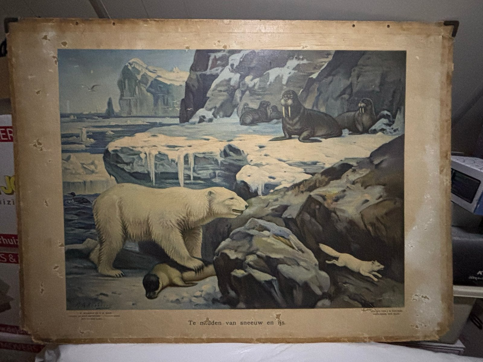 Vintage schoolplaat: te midden van sneeuw en ijs, Ophalen, Natuur en Biologie