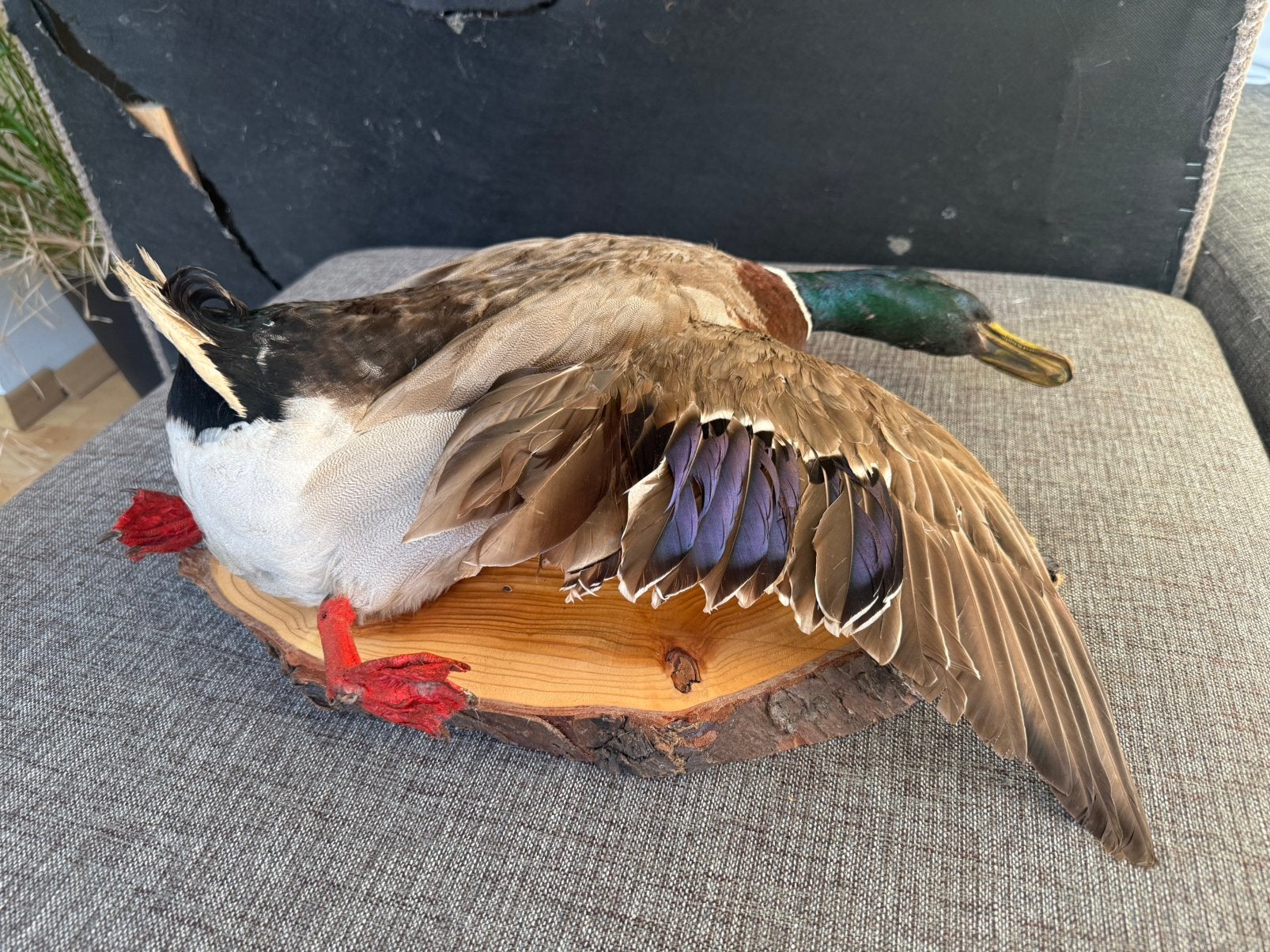 Opgezette eend/mallard, Ophalen, Zo goed als nieuw, Vogel, Opgezet dier