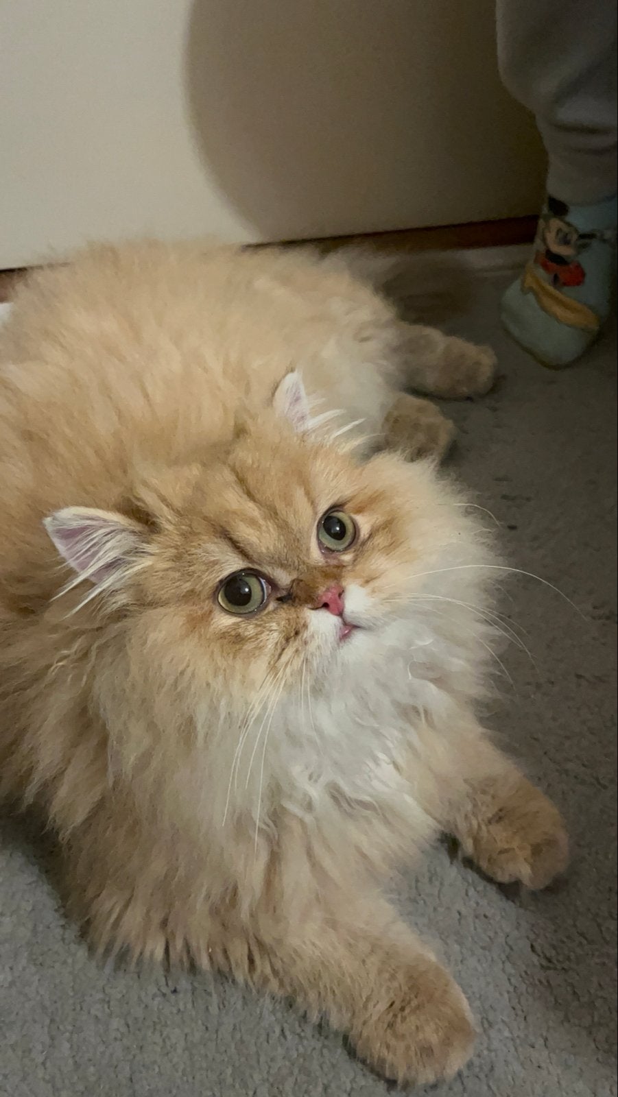 Britse Langhaar kater met stamboom  voor dekkin, Kater