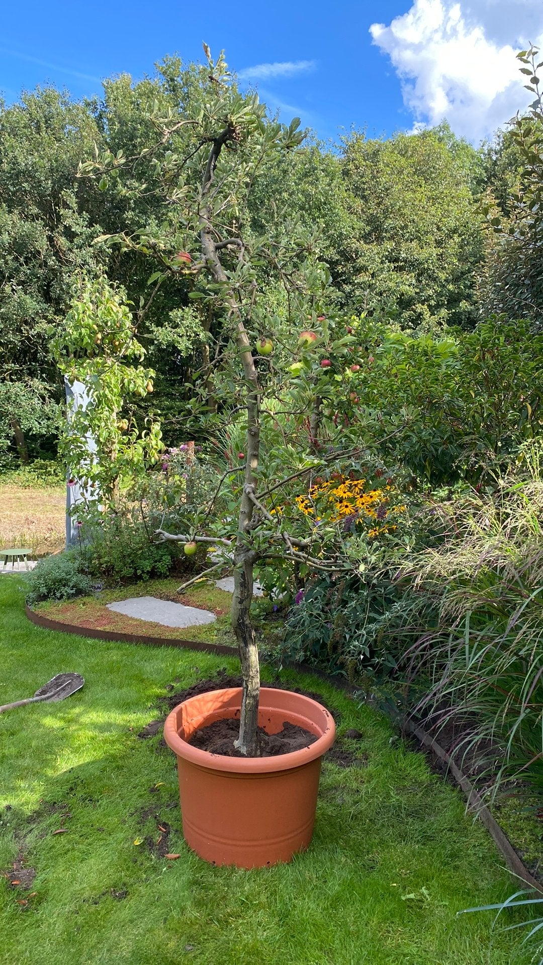 Appelboom, Ophalen, Lente, Volle zon, Overige soorten