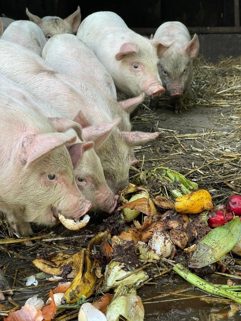 biggen, Meerdere dieren, Varken, 0 tot 2 jaar