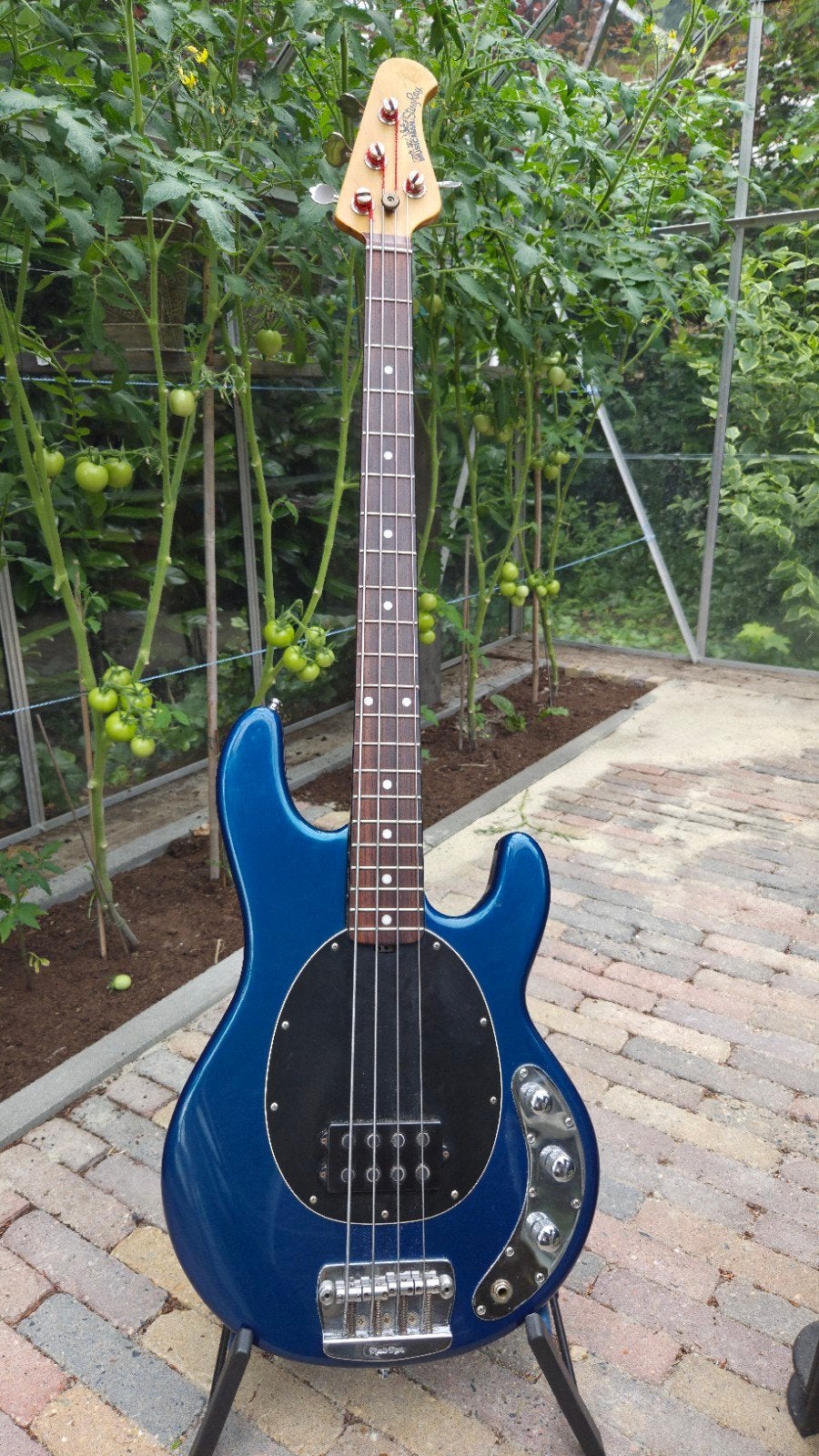 Music Man StingRay basgitaar 2eq 2003, Muziek en Instrumenten, Ophalen of Verzenden, Gebruikt, Elektrisch