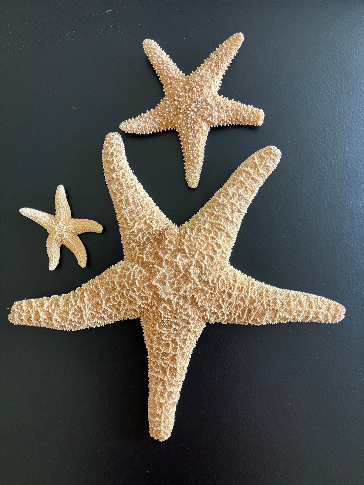 Set van 3 gedroogde zeesterren - decoratie, Verzamelen, Ophalen of Verzenden, Gebruikt