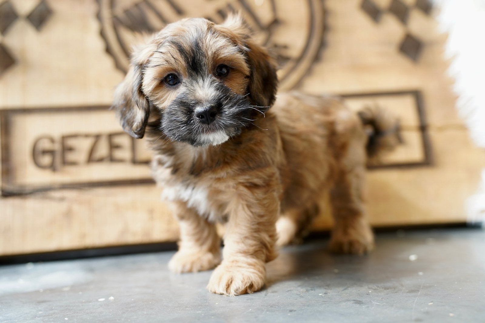 Boompoo pups | Boomer x Dwergpoedel, Parvo, Nederland, 8 tot 15 weken, Meerdere