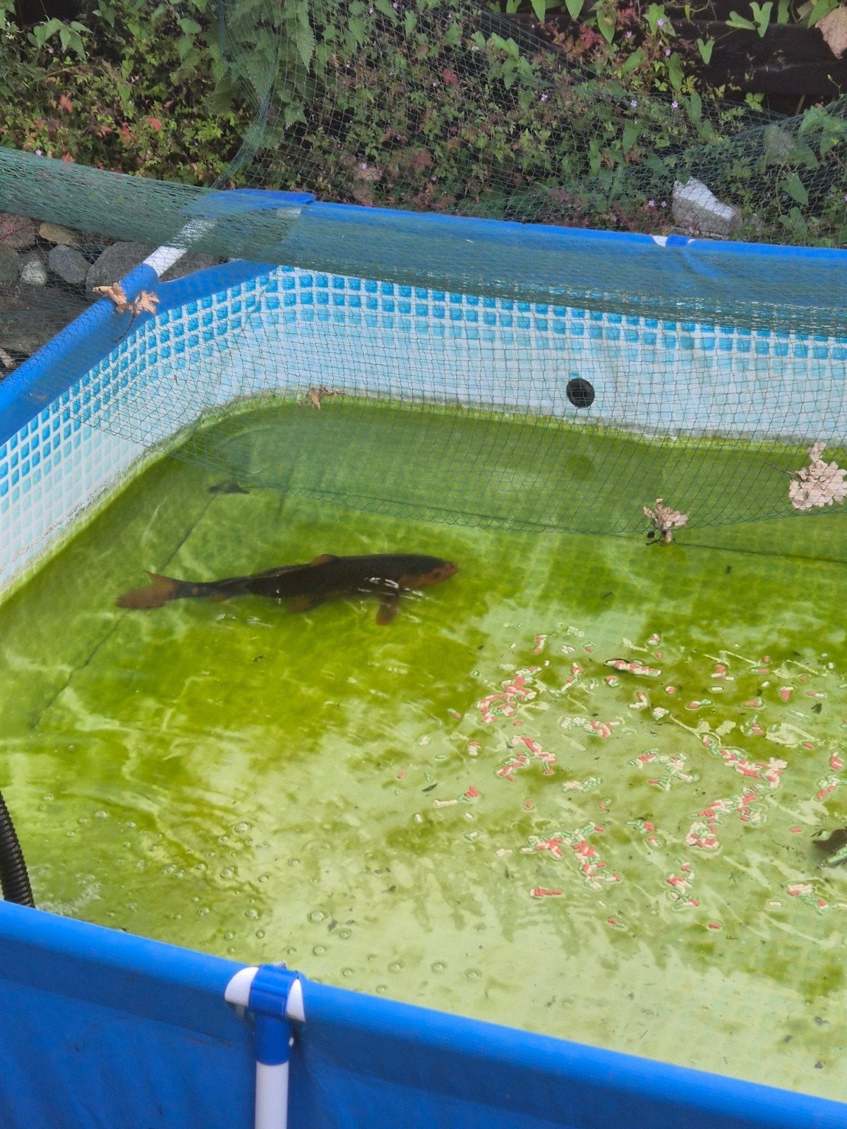 nog 1 vijvervis aangeboden, Dieren en Toebehoren, Karper of Koi
