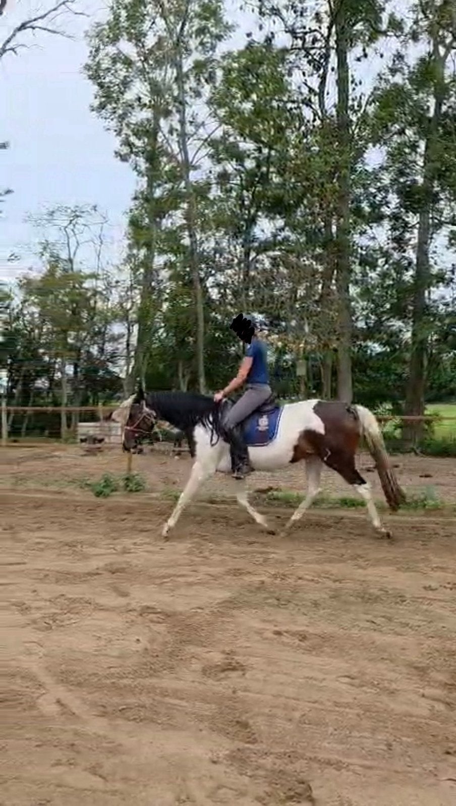 Bijrijder/verzorgster gezocht voor jonge merrie, Diensten en Vakmensen, Dieren | Paarden | Verzorging, Oppas en Les, Verzorging of Verzorgpony's