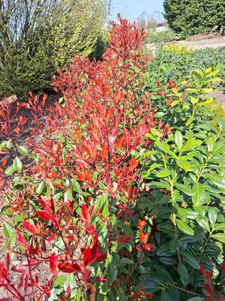 Potinia, Tuin en Terras, Planten | Struiken en Hagen, Ophalen, Overige soorten, Minder dan 100 cm
