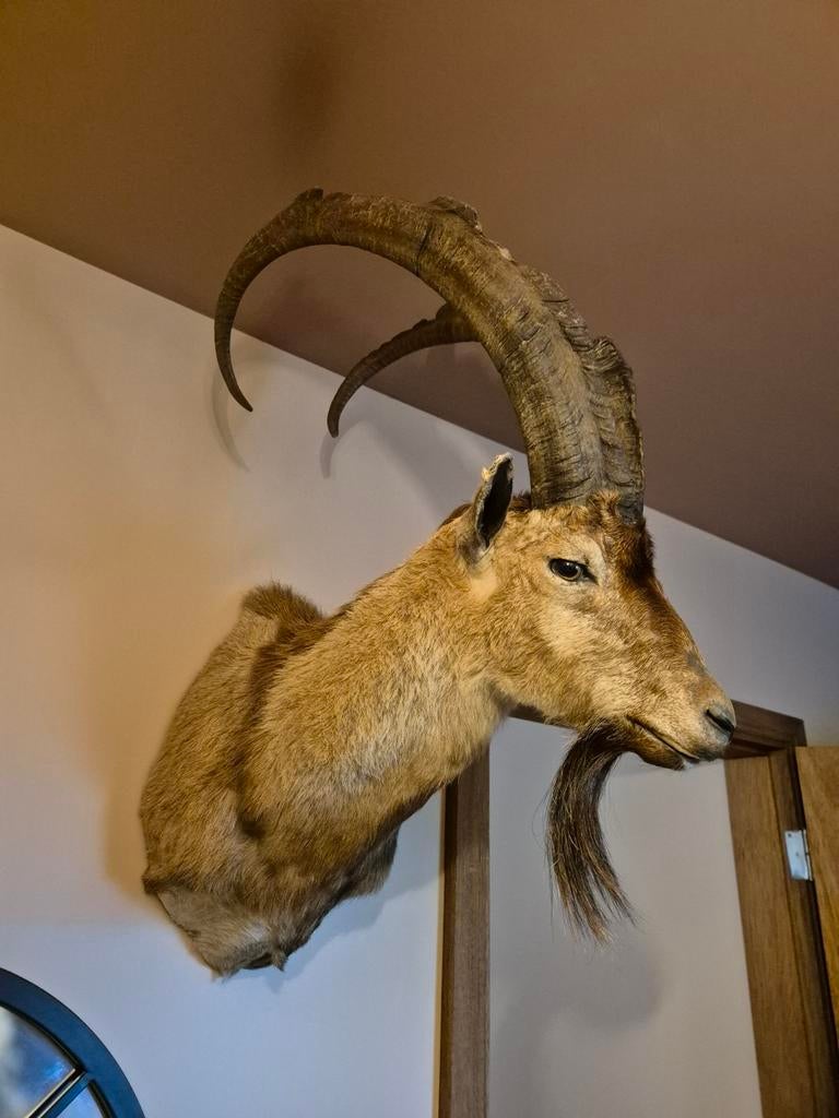 Bezoar ibex opgezette steenbok, Verzamelen, Dierenverzamelingen, Ophalen, Vogel, Opgezet dier