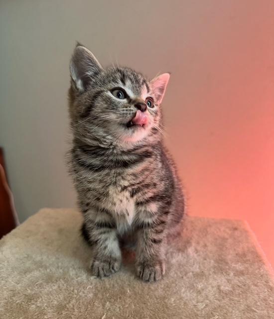 Britse korthaar kittens, Dieren en Toebehoren, Katten en Kittens | Raskatten | Korthaar, Meerdere dieren, Ontwormd, 0 tot 2 jaar