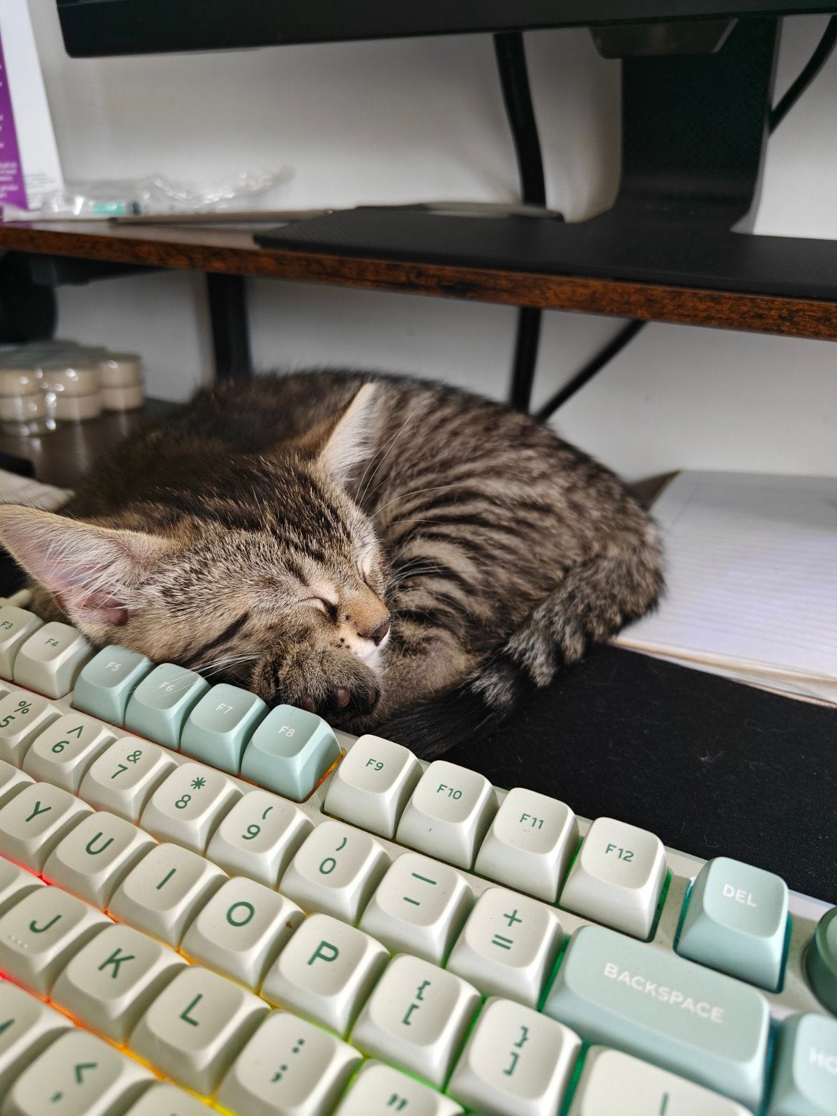 kitten, Kater, Kortharig, 0 tot 2 jaar