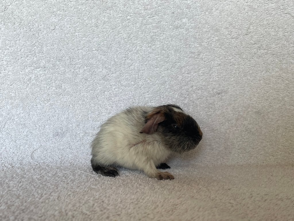 Zwart-rood dalmatiner gladhaar cavia beertje, Dieren en Toebehoren, Mei, Mannelijk, Cavia
