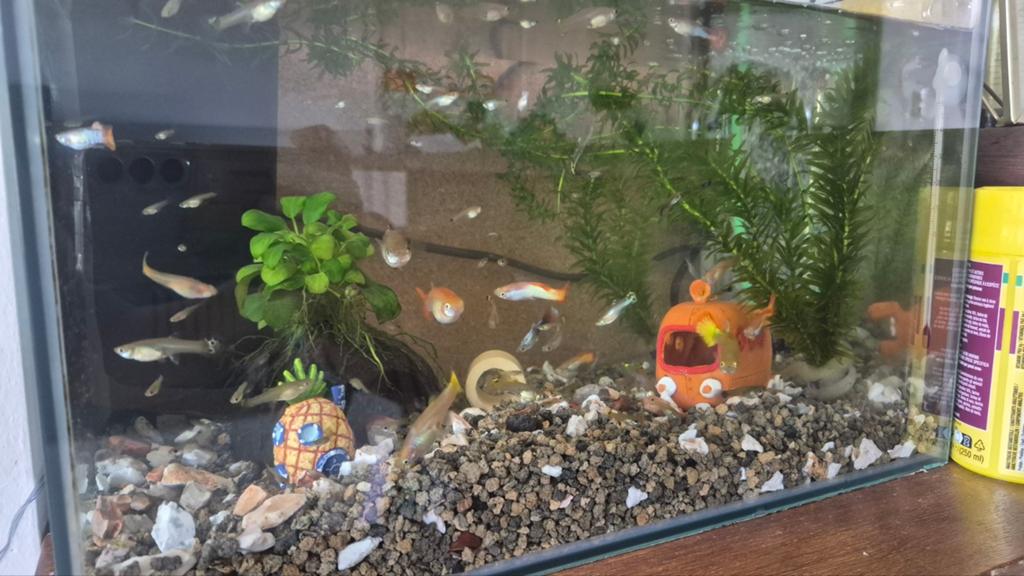 Babyguppen, guppy's, Vis