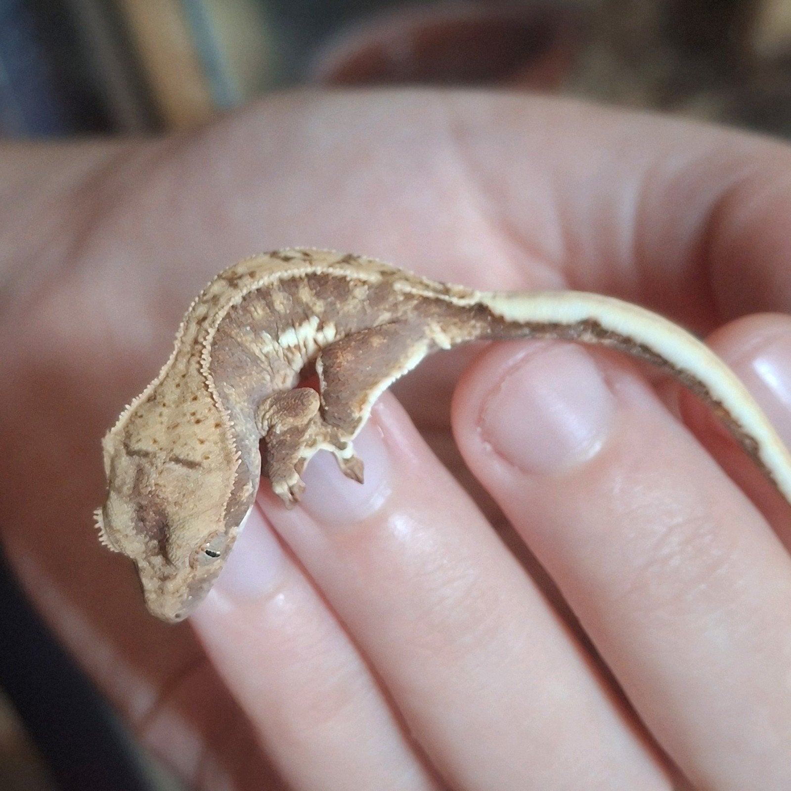 Leuke tricolor lilly white wimpergekko/crested gecko 0.0.1 Crested Gecko photo 7