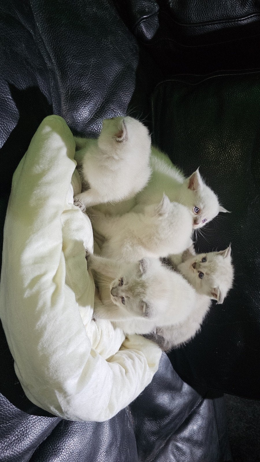 Britse korthaar, Kater
