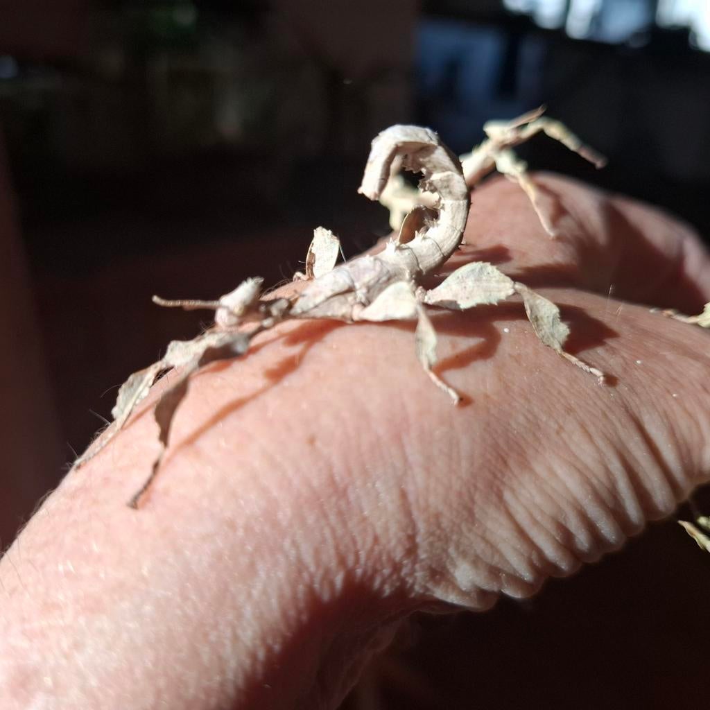 Australische flappentak Innisfail, Overige soorten, 0 tot 2 jaar
