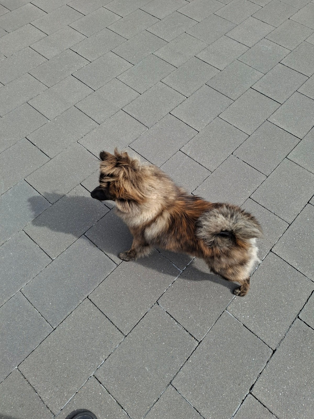 dwerg kees reu 7 maanden, Keeshond, 15 weken tot 1 jaar, Reu, CDV (hondenziekte)