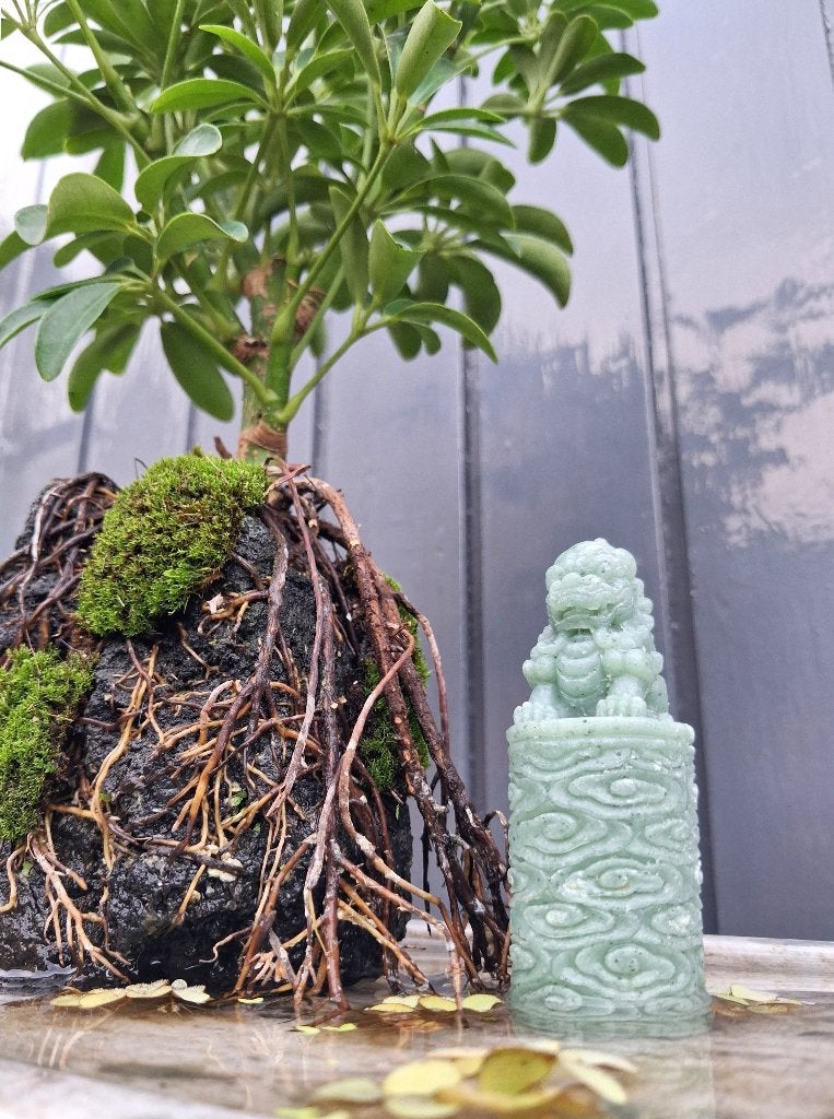 Bonsai Schefflera- Vingerplant Op steen In Water-Marmer, Ophalen, Halfschaduw, In pot, Minder dan 100 cm