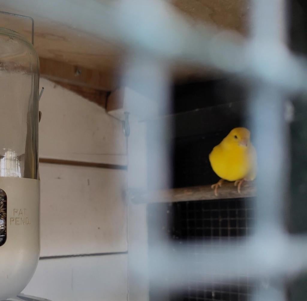 Gele kanarie zoekt nieuw thuis, Dieren en Toebehoren, Vogels | Kanaries, Kleurkanarie, Vrouwelijk