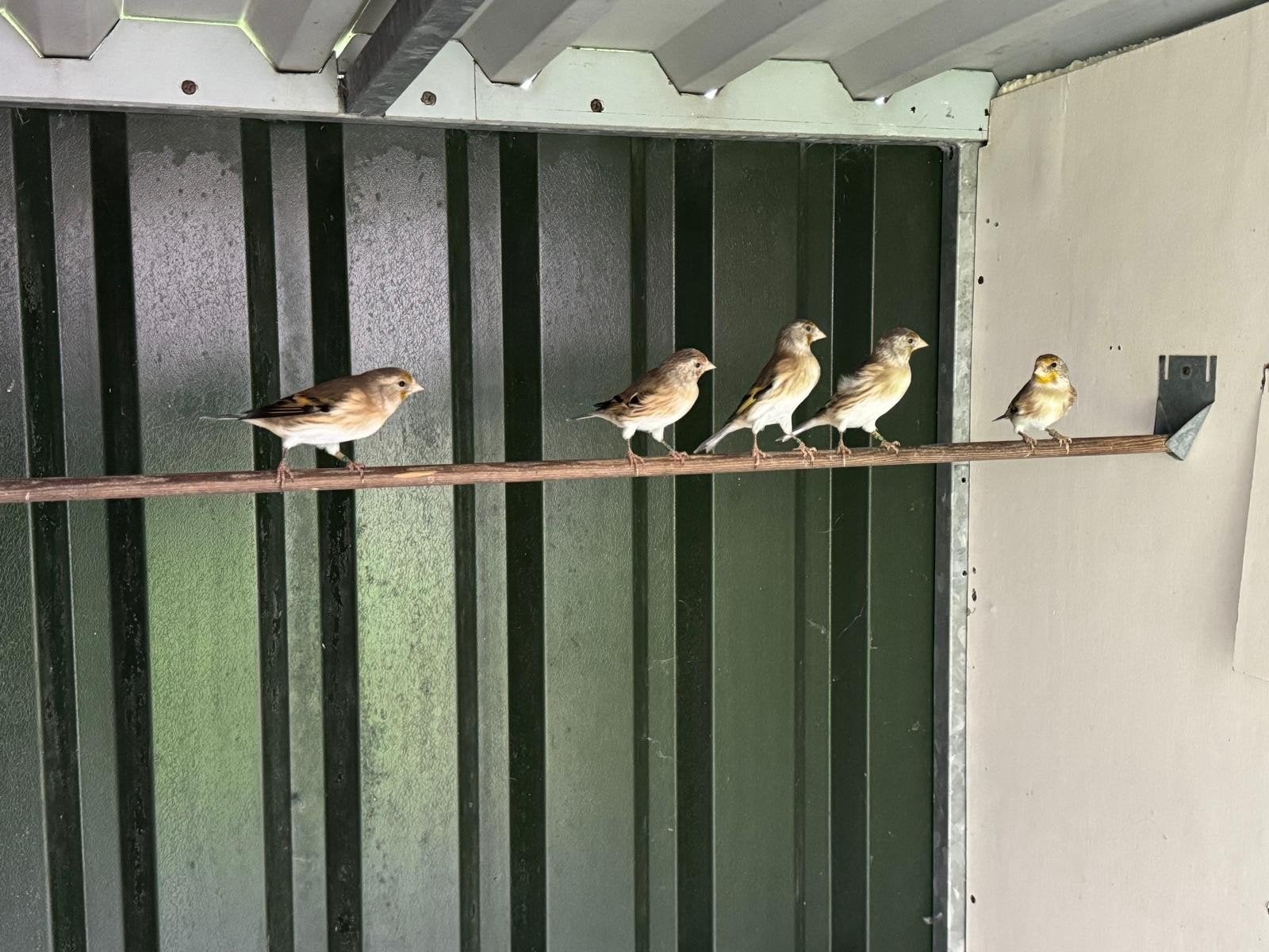 putter x kanarie, Dieren en Toebehoren, Vrouwelijk, Bastaard