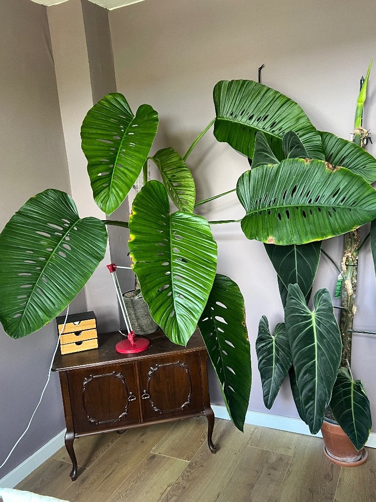 Volwassen monstera adansonii/ monkey mask, Ophalen, 100 tot 150 cm, Overige soorten, In pot