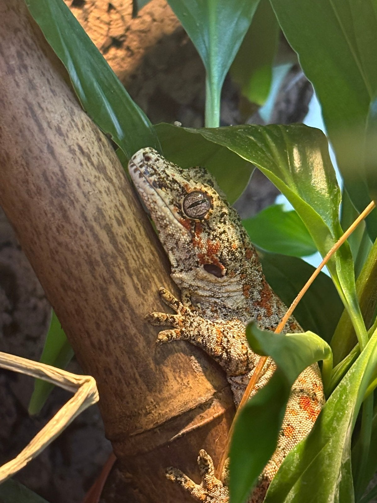 Rhacodactylus auriculatus - gargoyle gekko, Dieren en Toebehoren, Hagedis, 3 tot 6 jaar