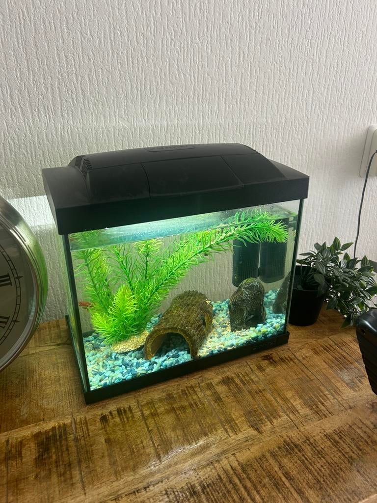 Kleine aquarium incl alles op de foto, Ophalen, Zo goed als nieuw, Gevuld zoetwateraquarium