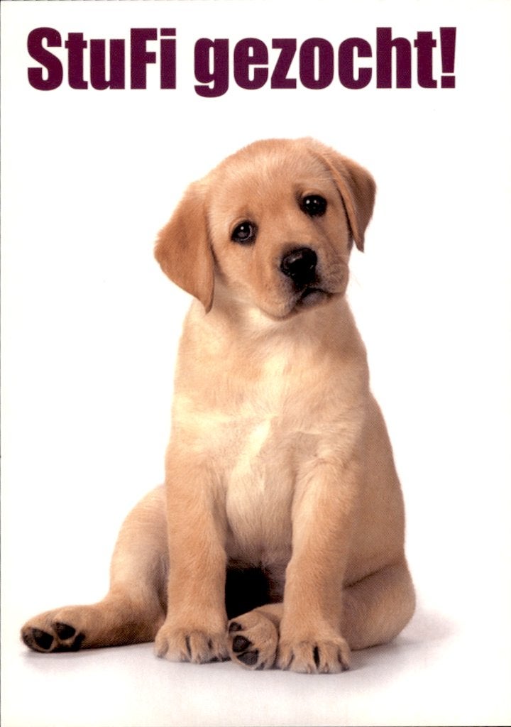StuFi gezocht! aandoenlijke puppy, Ophalen of Verzenden, 1980 tot heden, Ongelopen, Overige thema's