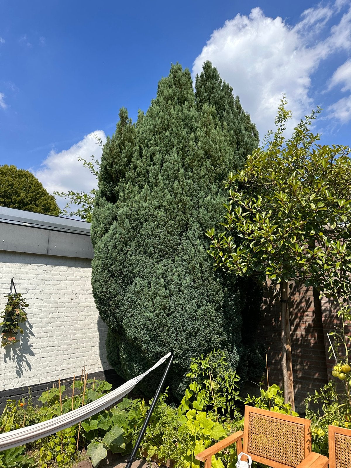 Grote conifeer op te halen, Tuin en Terras, Planten | Bomen, Bloeit niet, Overige soorten, 400 cm of meer, Ophalen