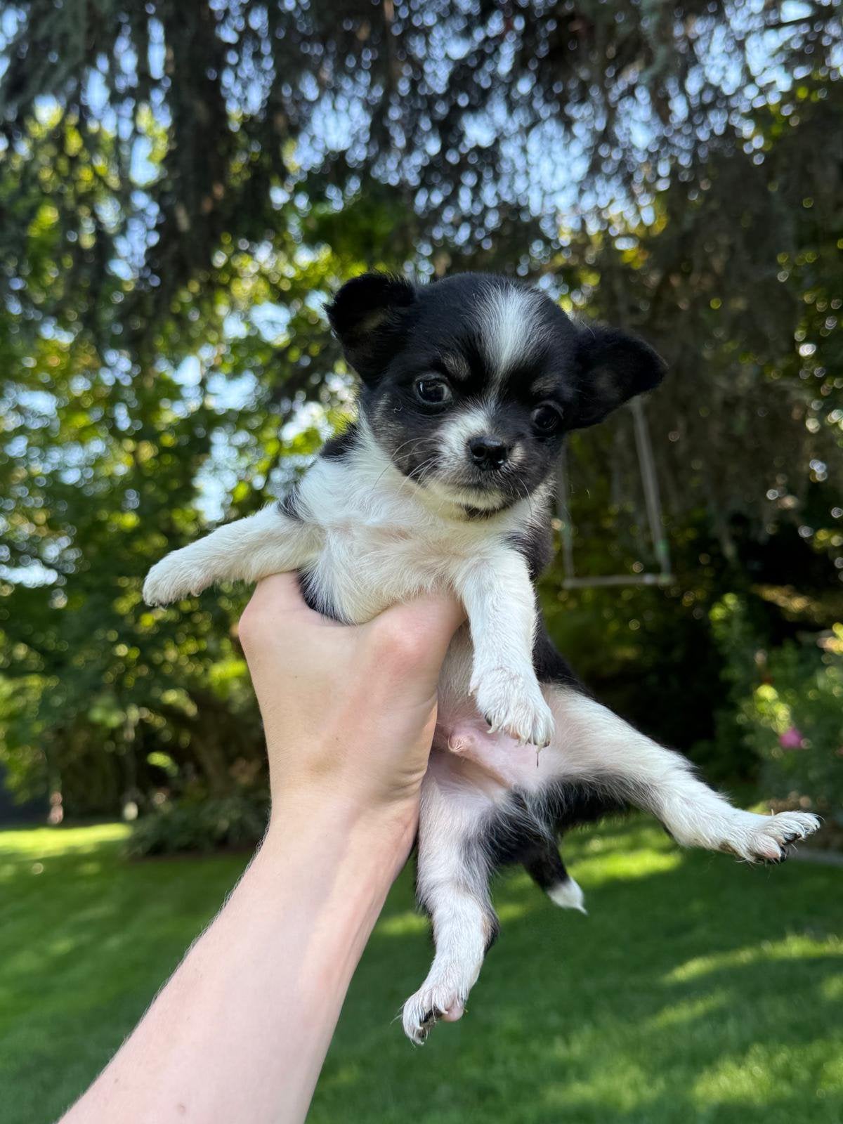 Prachtige mini chihuahua pups, België, Particulier, 8 tot 15 weken, Parvo