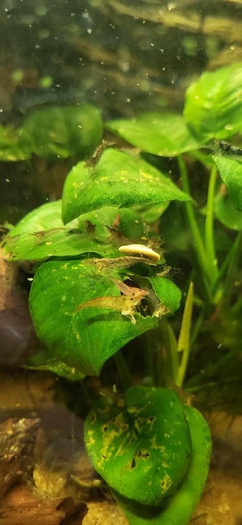 Garnalen te koop, Dieren en Toebehoren, Vissen | Aquariumvissen, Kreeft, Krab of Garnaal