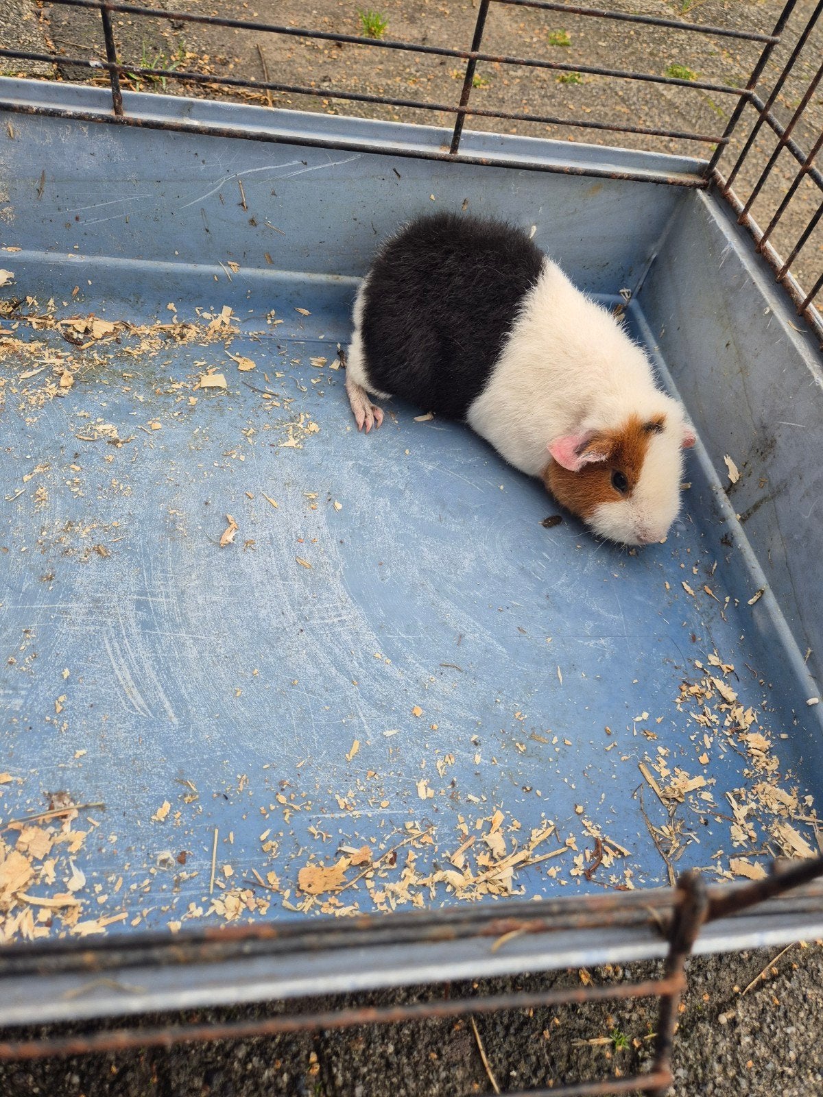 jong us teddy cavia zeugje, Dieren en Toebehoren, Cavia, Augustus, Vrouwelijk, Tam