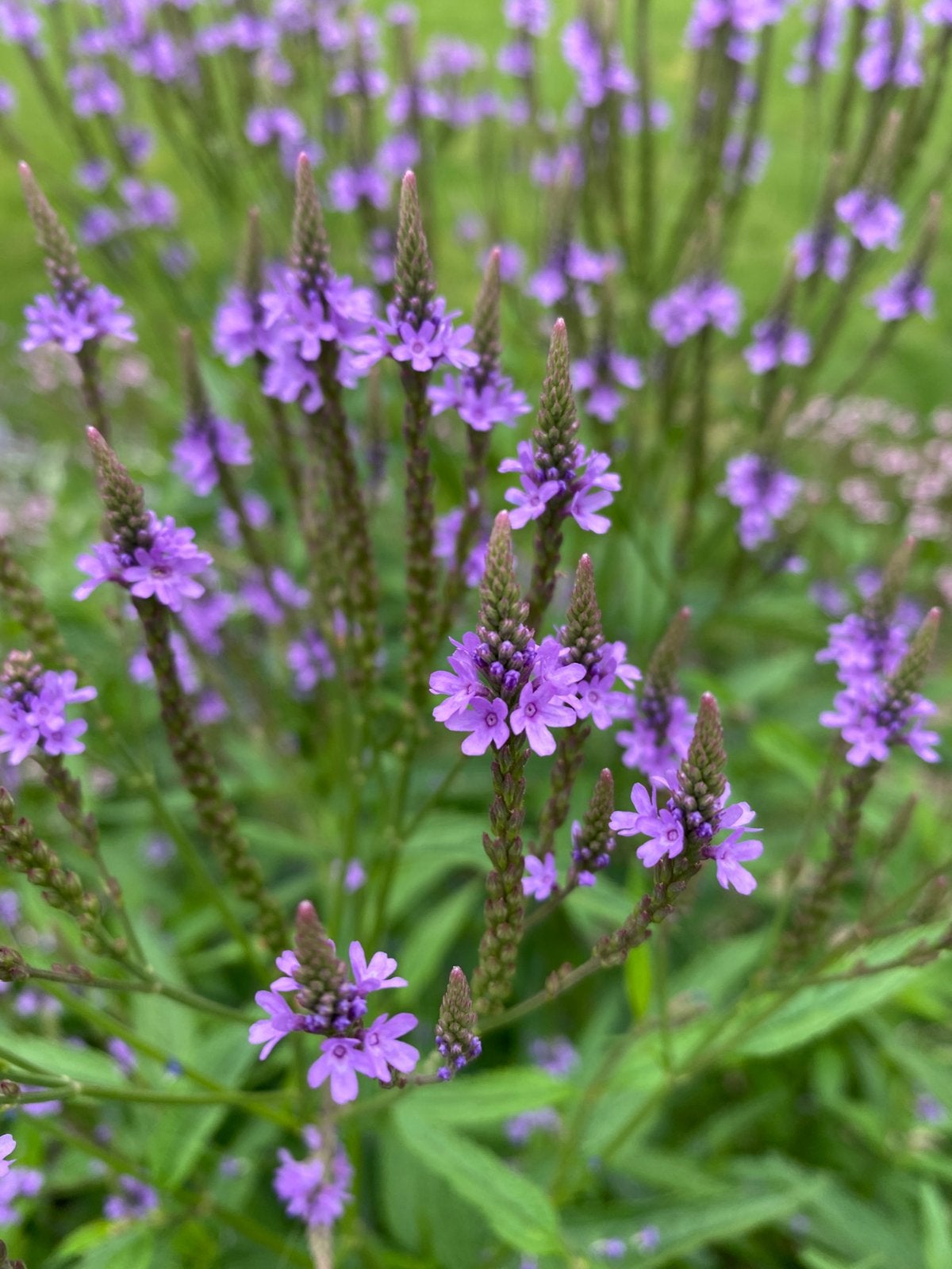 Verbena hastata, Ophalen, Overige soorten, Volle zon