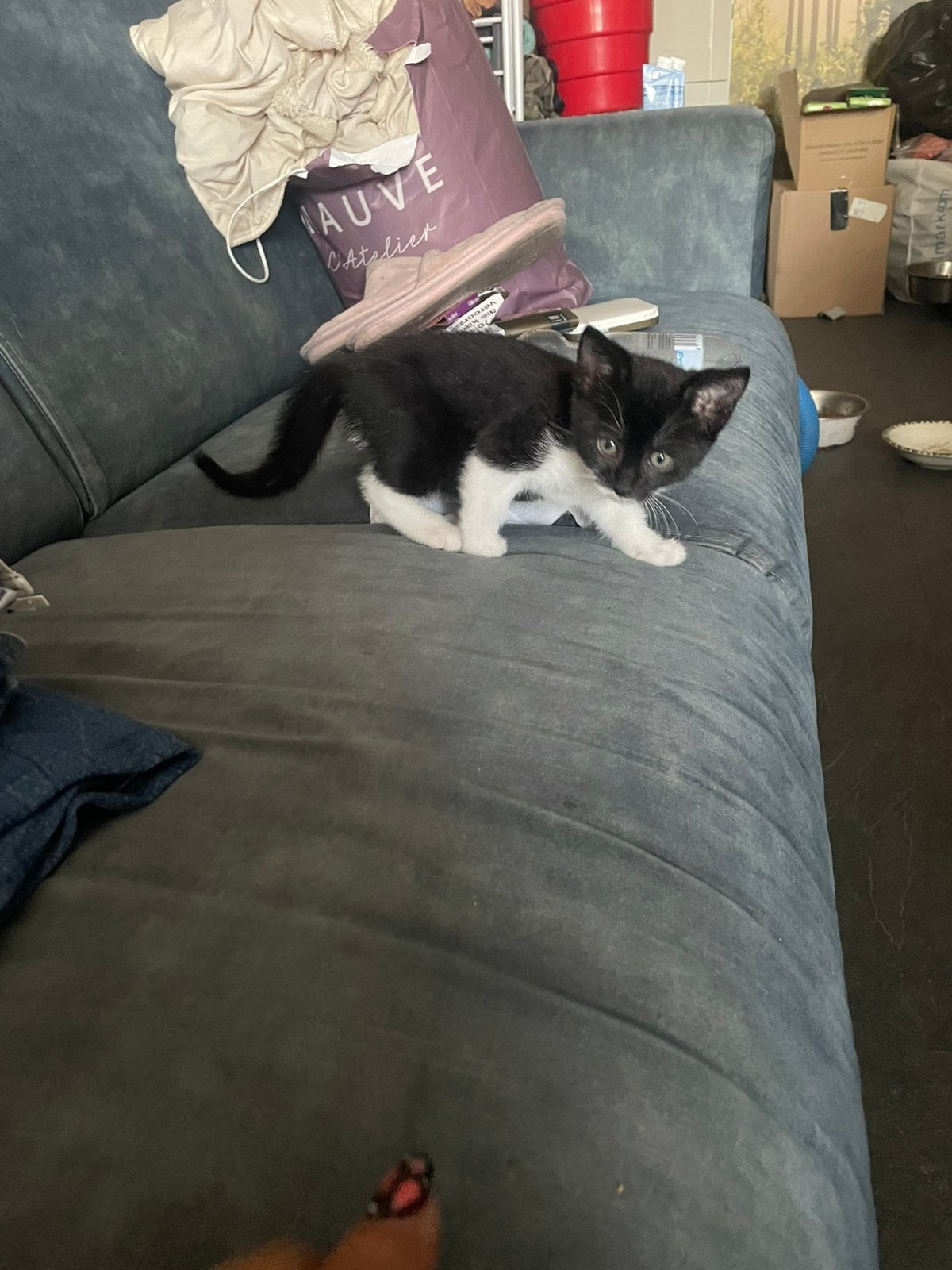 Kittens, Meerdere dieren, 0 tot 2 jaar