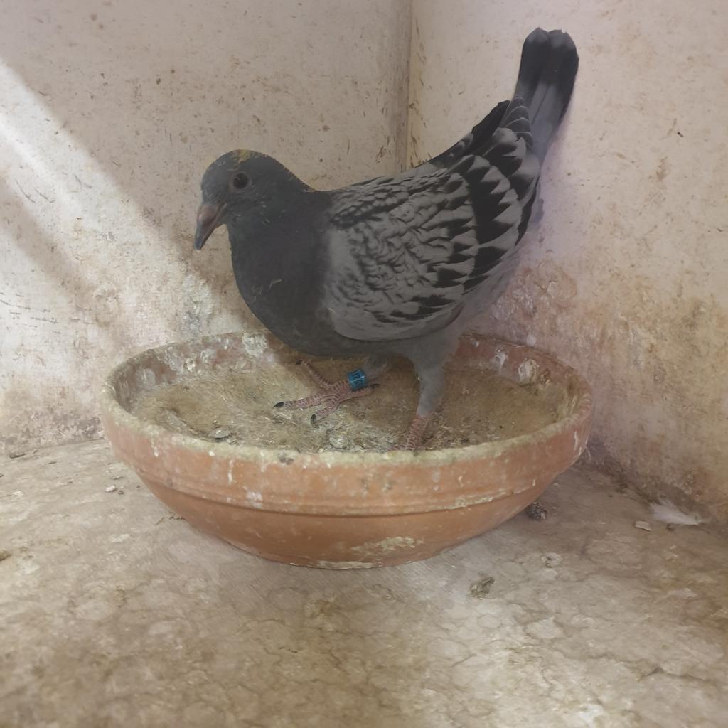 POSTDUIVEN JONG DUIF WILFRET SEBENS !, Dieren en Toebehoren, Vogels | Duiven, Geslacht onbekend, Postduif