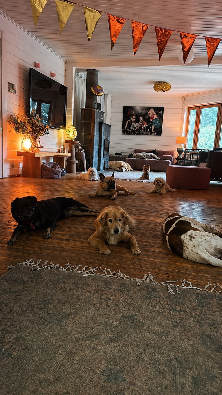 HONDEN EN KATTEN OPVANG!, Ophalen of Verzenden, Kat