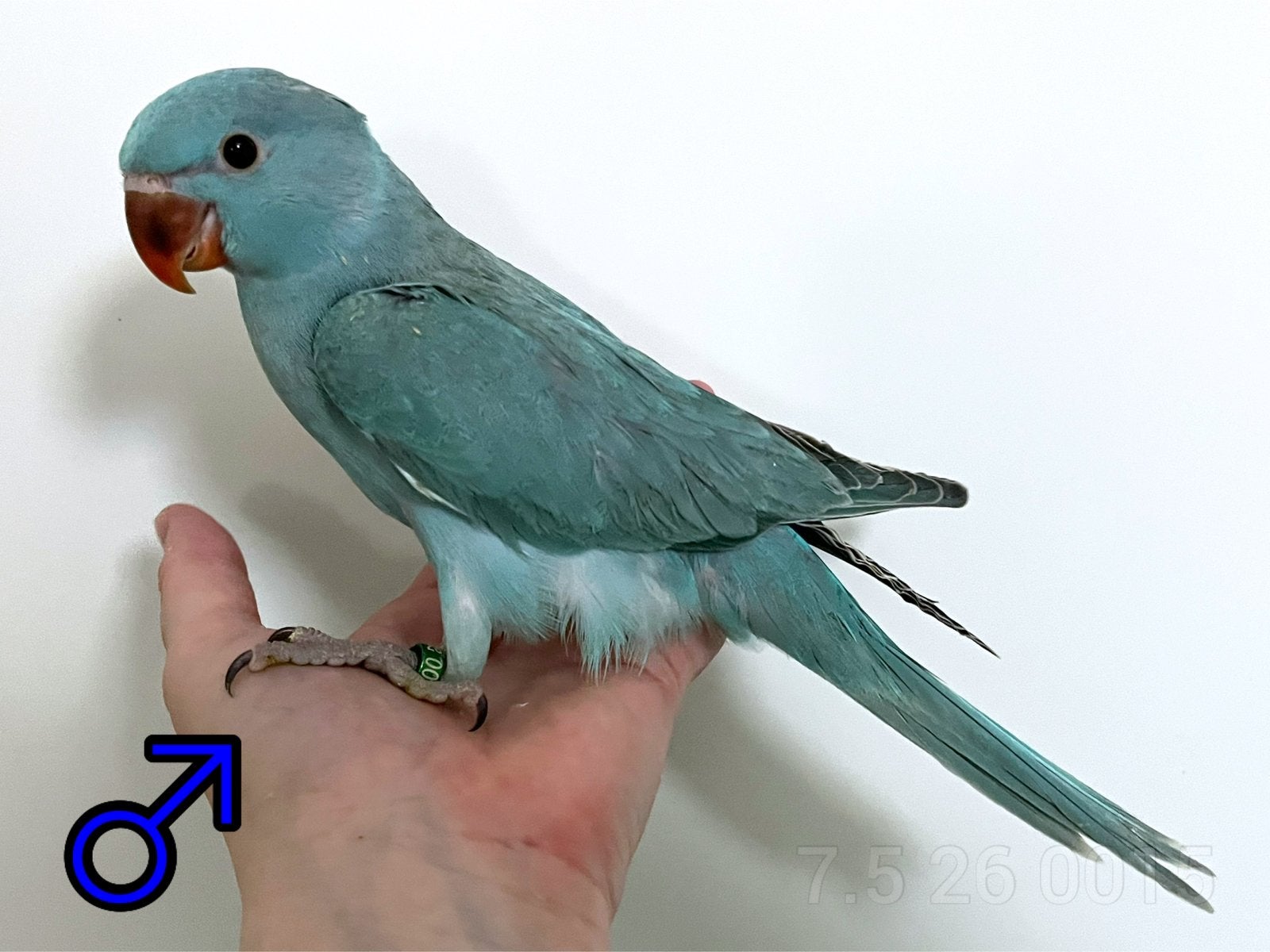 Jonge Halsbandparkietjes, tam + DNA, Dieren en Toebehoren, Vogels | Parkieten en Papegaaien, Meerdere dieren, Parkiet, Geringd