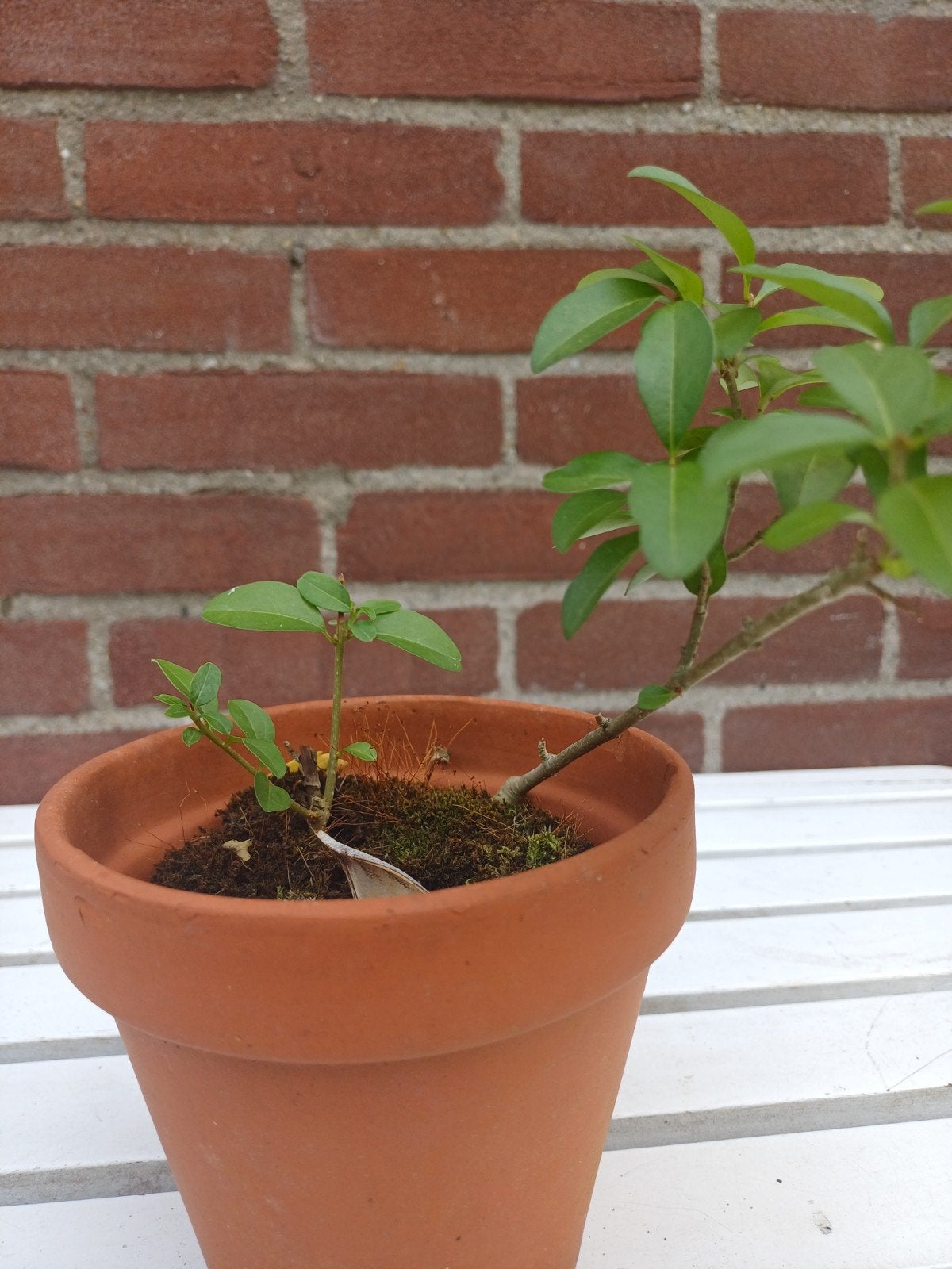 Ligustrum (liguster) plantje - ideaal voor bonsai, Volle zon, Vaste plant, Bloeit niet, Ophalen