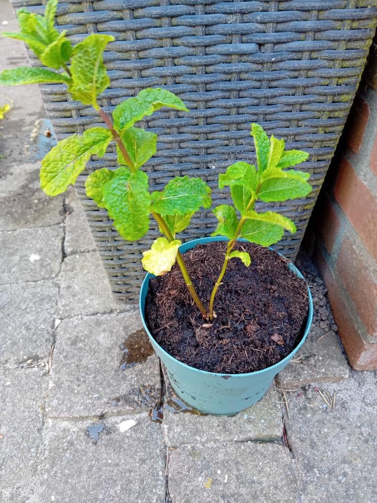 Biologische Verse Muntplant .nr 5., Ophalen of Verzenden, Eenjarig, Overige soorten, Volle zon