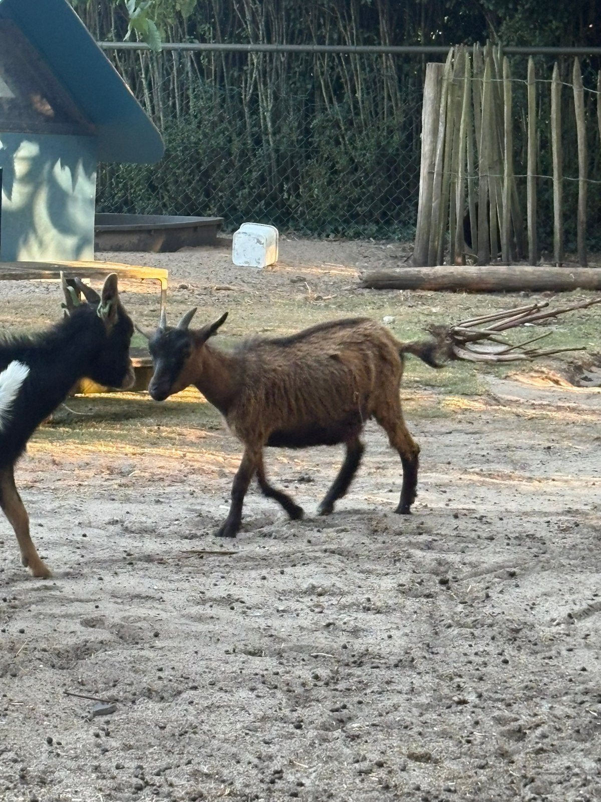 Dwerggeitje, Dieren en Toebehoren, Vrouwelijk, Geit, 0 tot 2 jaar