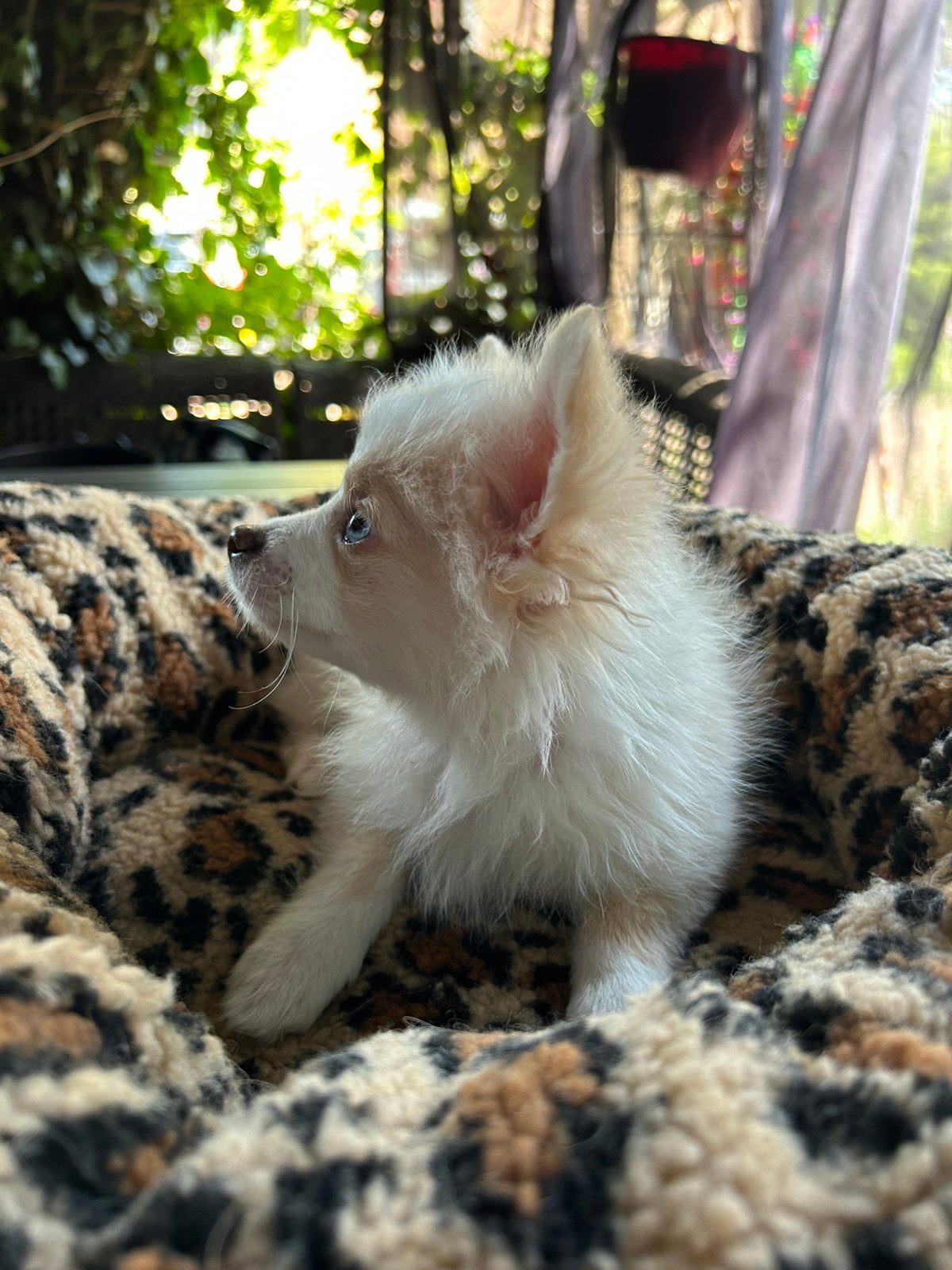 Pomchi puppy reutje 💙🐾  pup pomeriaan x chihauhau, Dieren en Toebehoren, Reu, 8 tot 15 weken, Parvo, Eén hond