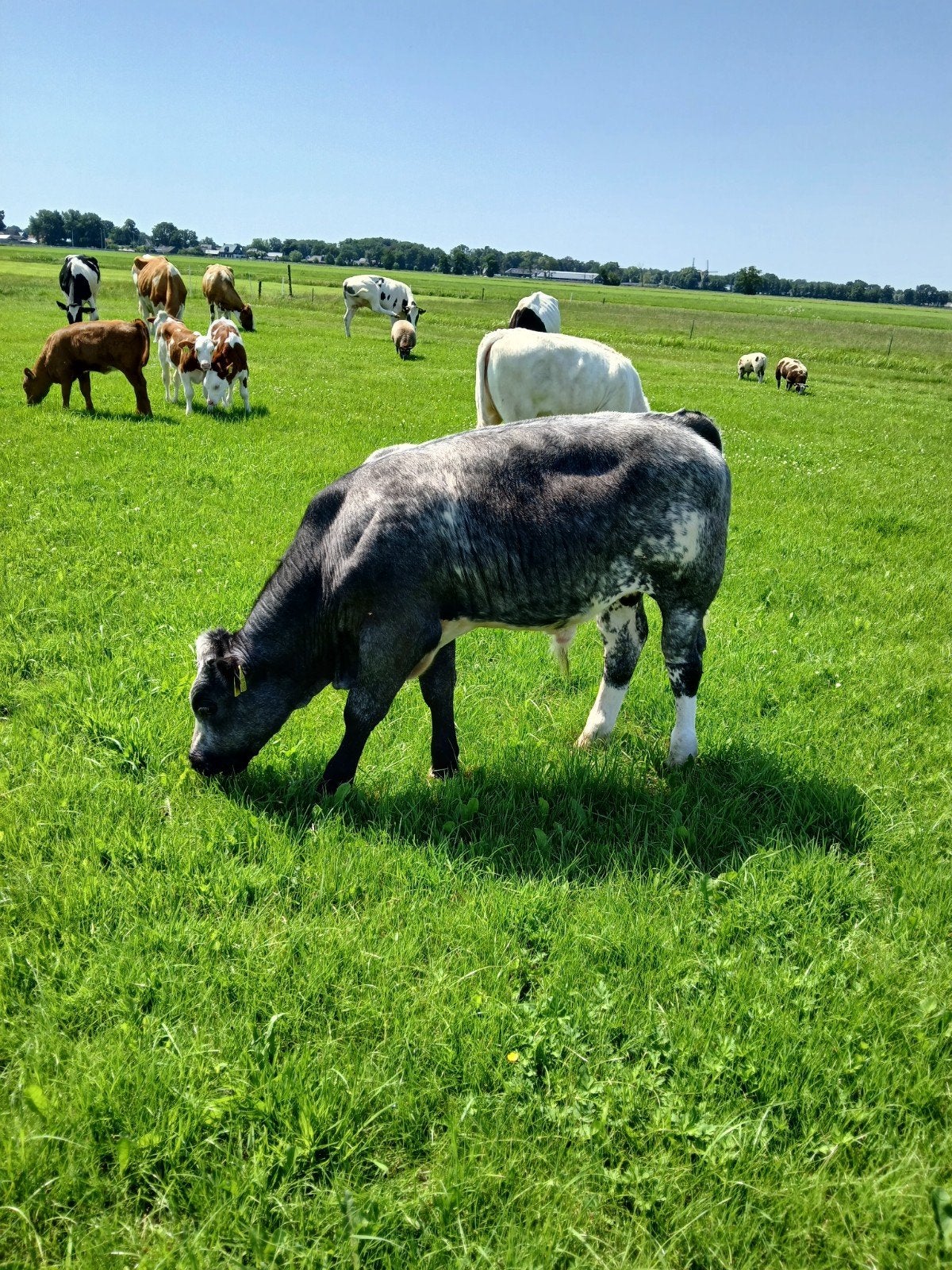 3 pinken en 1 stier, Mannelijk