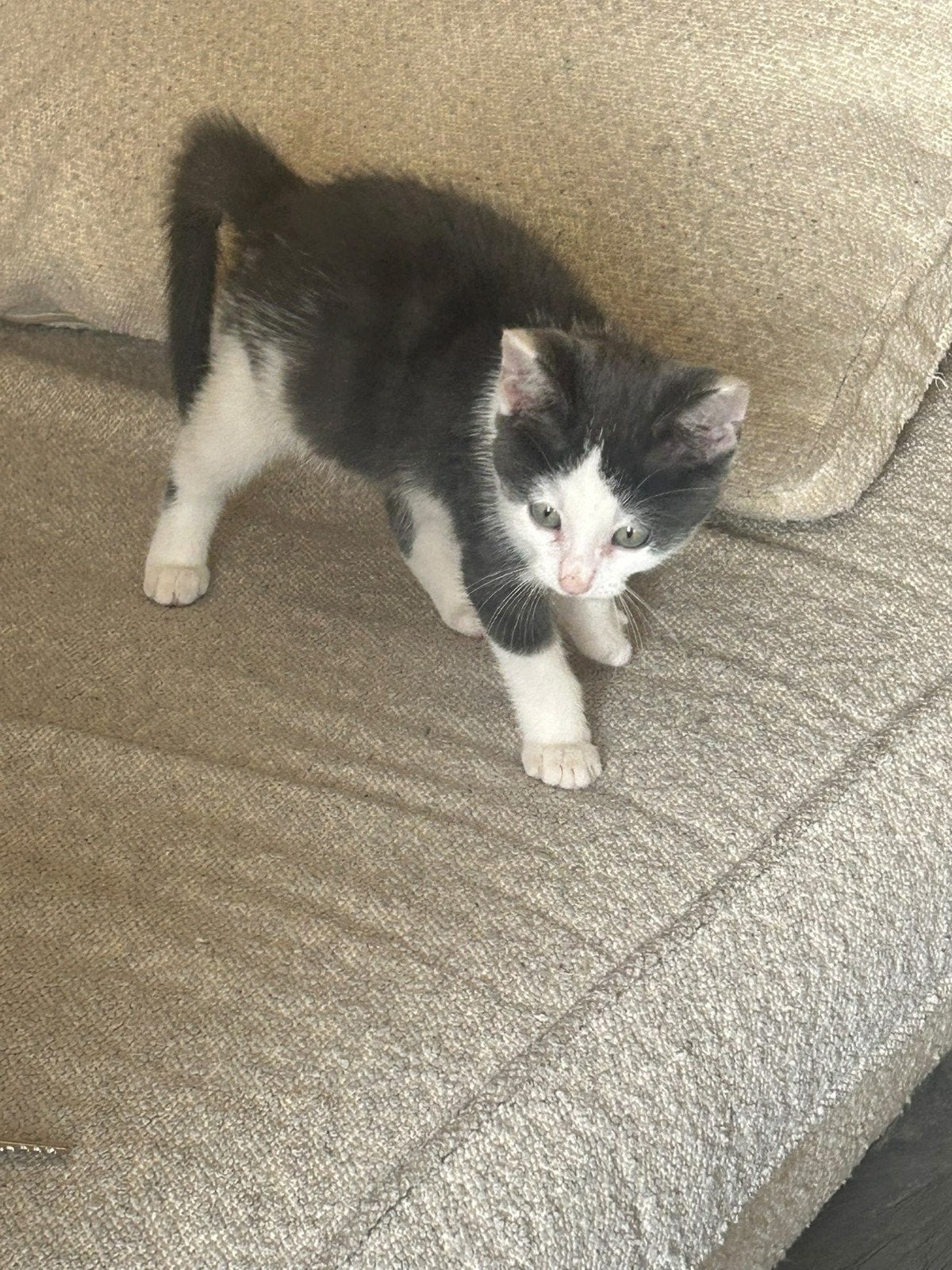 kruising Ragdoll kitten muisgrijs met wit (blauw), Dieren en Toebehoren, Poes, Kortharig, 0 tot 2 jaar