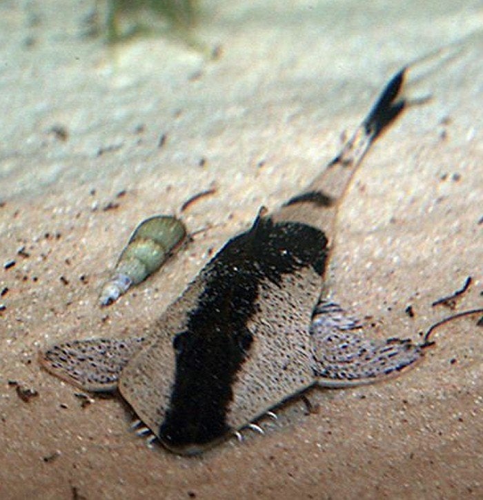 Jonge Pseudohemiodon apithano, Dieren en Toebehoren, Vis, Zoetwatervis