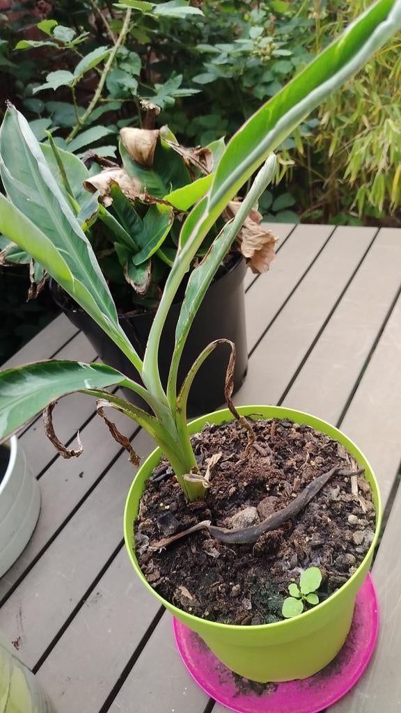 Musa nono te koop gevraagd, Ophalen of Verzenden