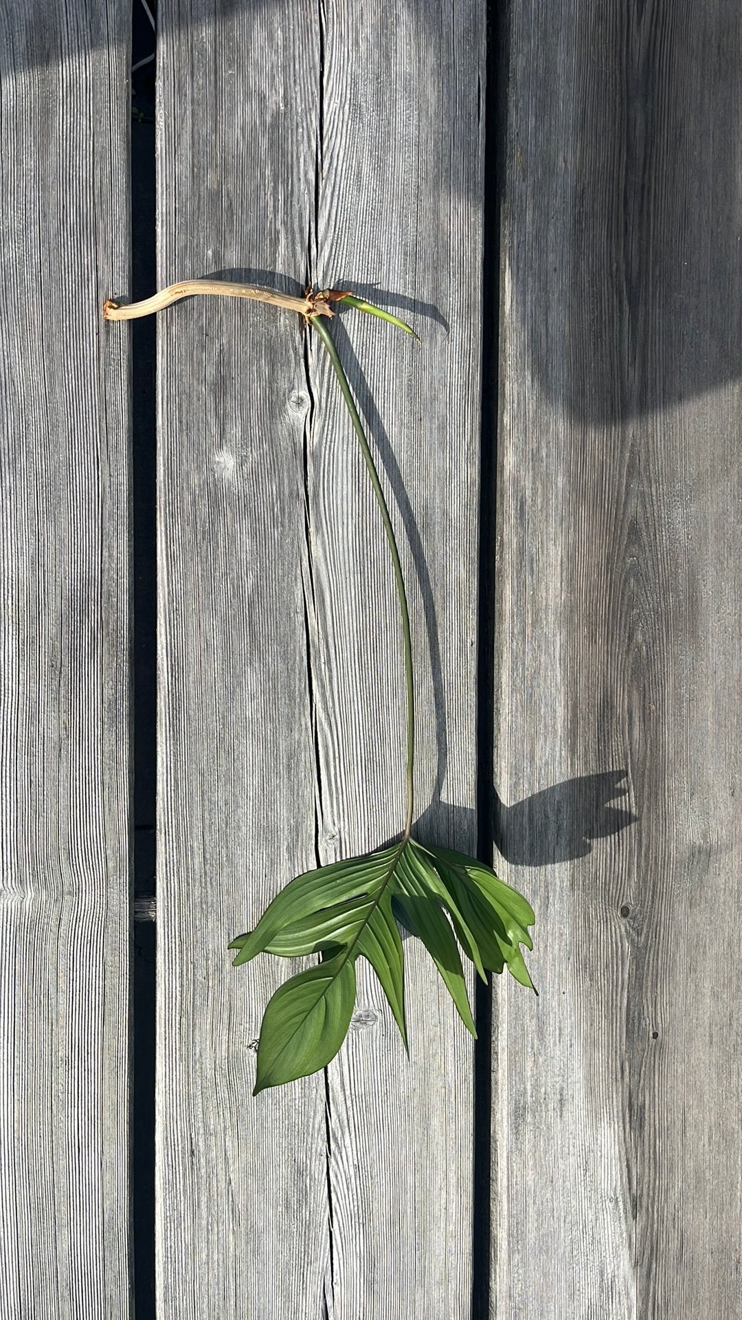 Philodendron ‘Florida’ stekken, Huis en Inrichting, Ophalen of Verzenden