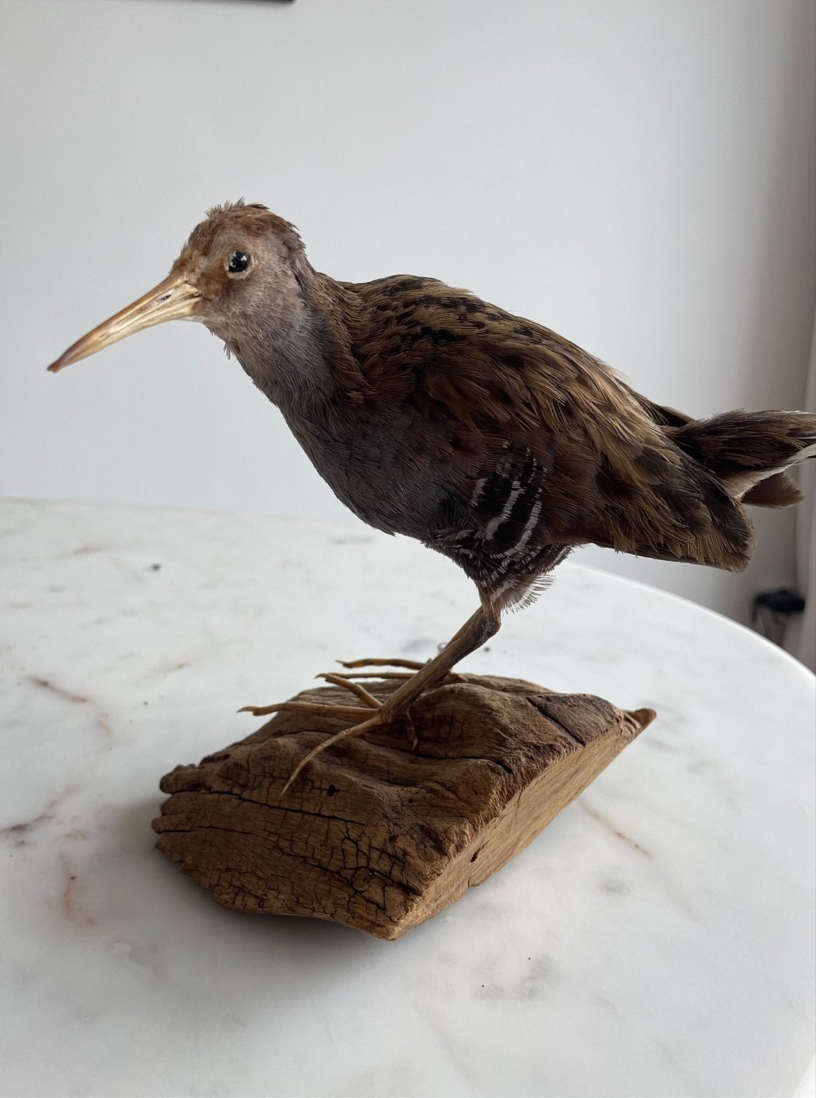2 antieke opgezette vogels - Ekster en Waterral, Verzenden, Gebruikt, Vogel, Opgezet dier